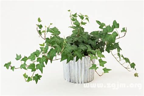 夢見盆栽植物|夢見盆栽，夢到盆栽是什麽意思？